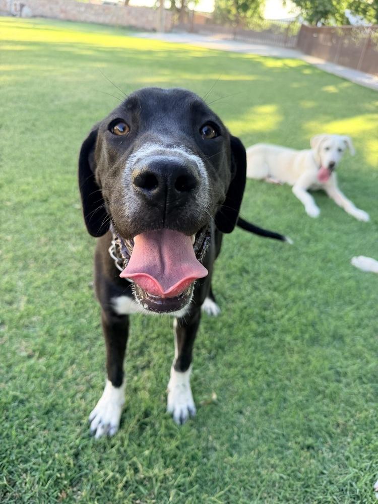 Curcio / Sleepy, Adoptable, Young Female Labrador Retriever & Great Pyrenees.