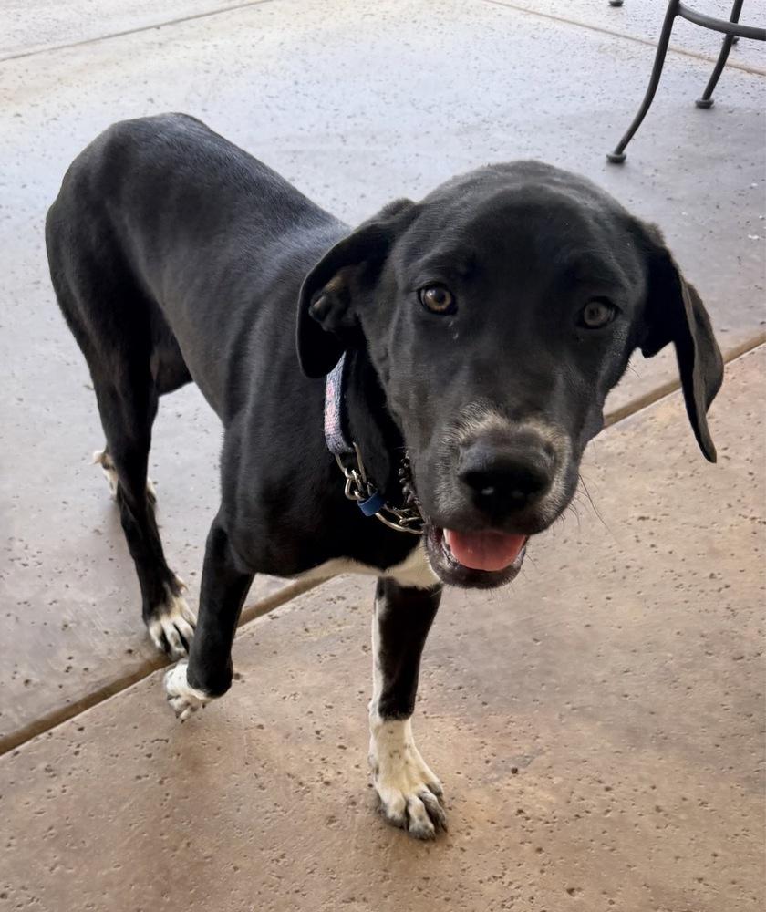 Enlarge Curcio / Sleepy, a Adoptable mixed breed in Broomfield, CO image 5/5
