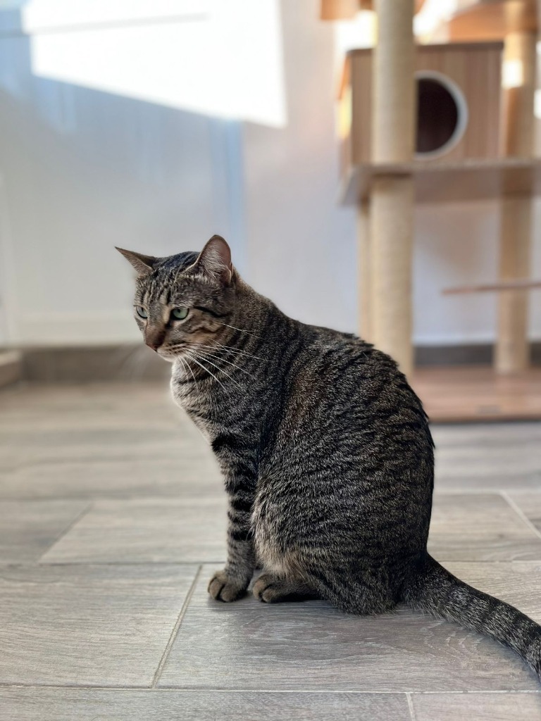 Tofu, Adult Female Tiger