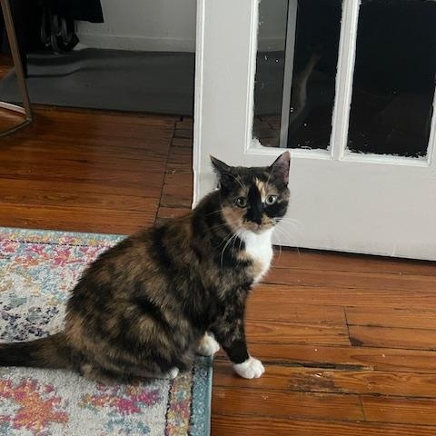 Enlarge Mila Amber, a Adoptable Domestic Short Hair in New York, NY image 2/6