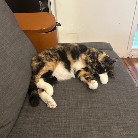 Enlarge Mila Amber, a Adoptable Domestic Short Hair in New York, NY image 3/6