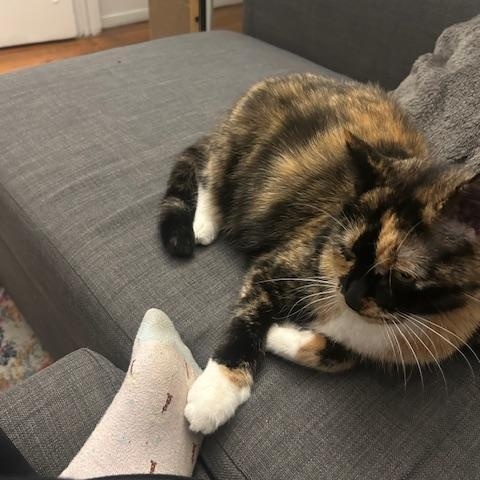 Enlarge Mila Amber, a Adoptable Domestic Short Hair in New York, NY image 4/6