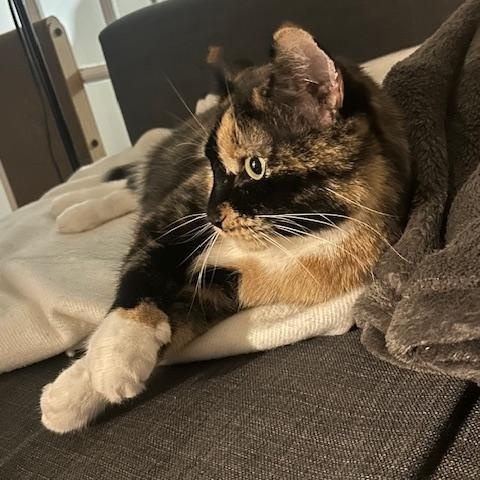 Enlarge Mila Amber, a Adoptable Domestic Short Hair in New York, NY image 1/6