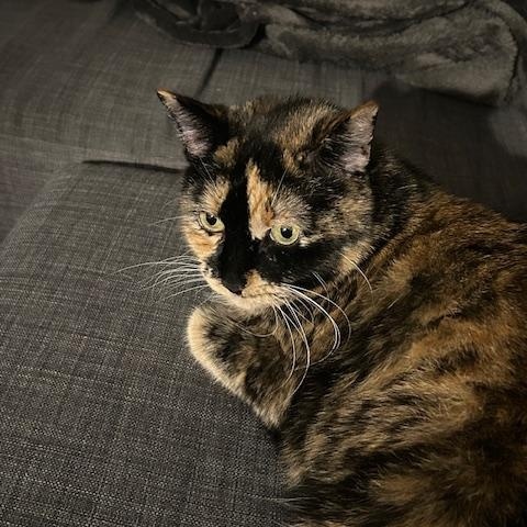 Enlarge Mila Amber, a Adoptable Domestic Short Hair in New York, NY image 5/6