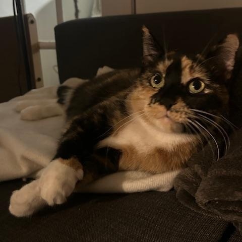 Enlarge Mila Amber, a Adoptable Domestic Short Hair in New York, NY image 6/6