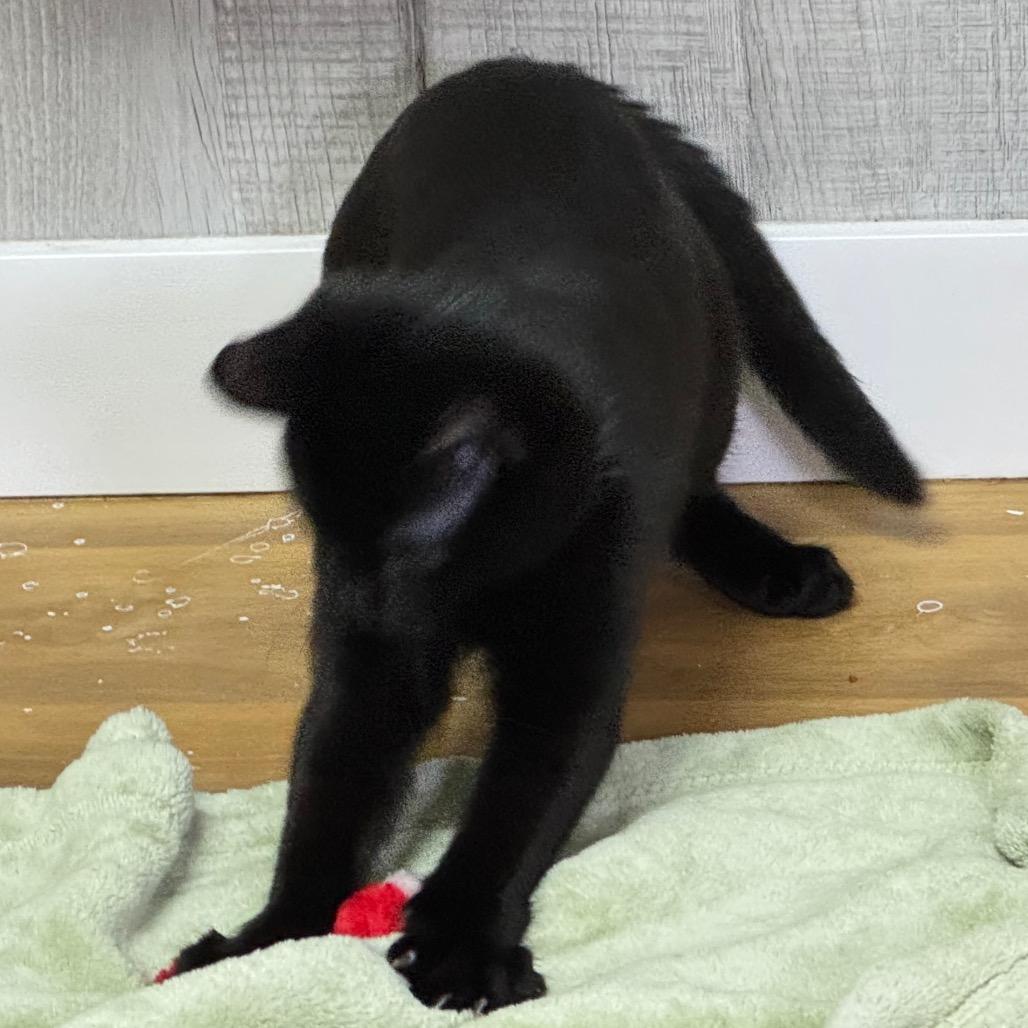 Enlarge Pennywise, a Adoptable Domestic Short Hair in Franklin, NC image 1/4