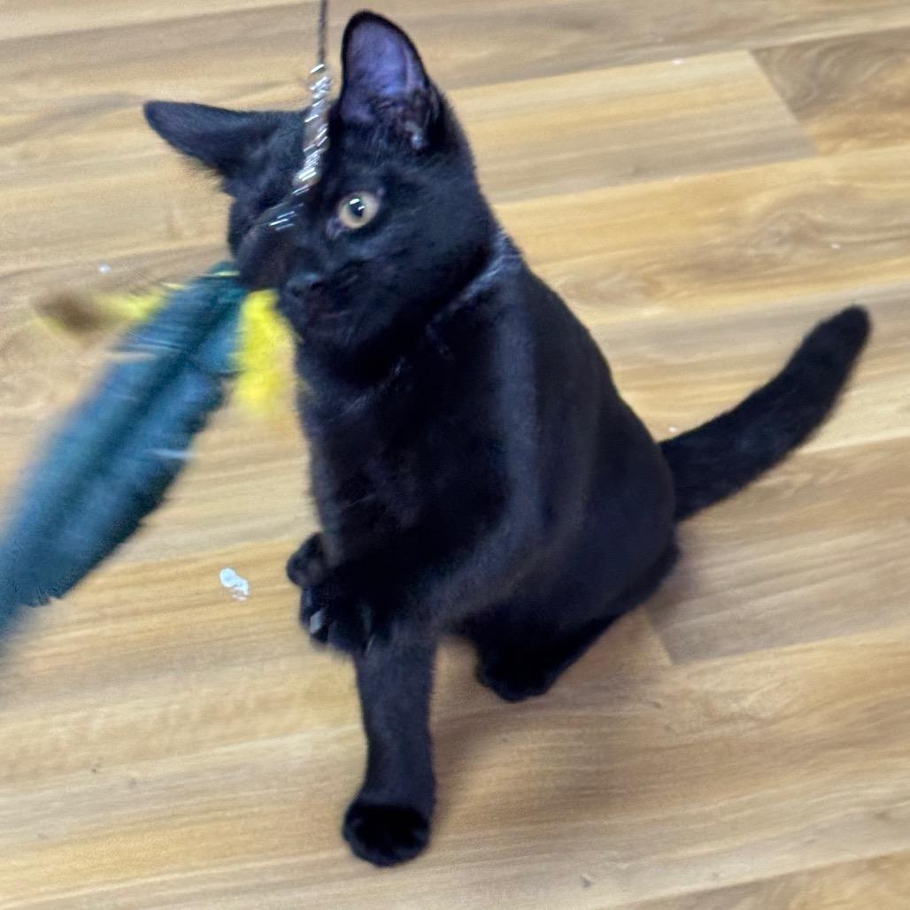 Enlarge Pennywise, a Adoptable Domestic Short Hair in Franklin, NC image 2/4