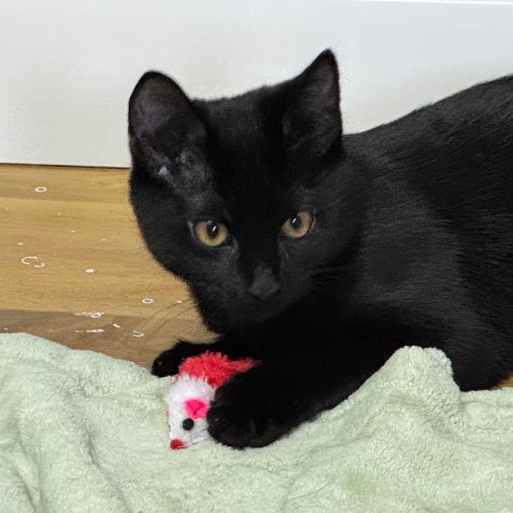 Enlarge Pennywise, a Adoptable Domestic Short Hair in Franklin, NC image 3/4