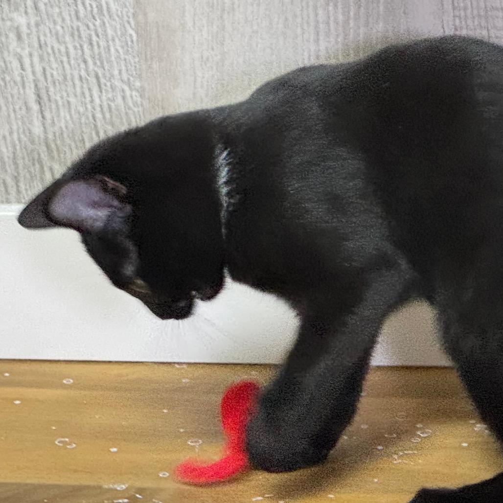 Enlarge Pennywise, a Adoptable Domestic Short Hair in Franklin, NC image 4/4