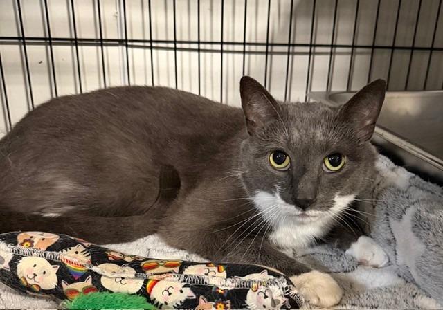 Sophie, Adoptable, Adult Female Domestic Short Hair.