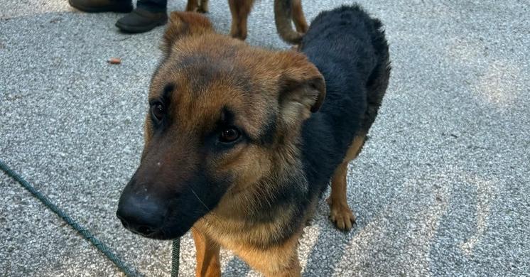 Beanz, Adoptable, Puppy Male German Shepherd Dog.