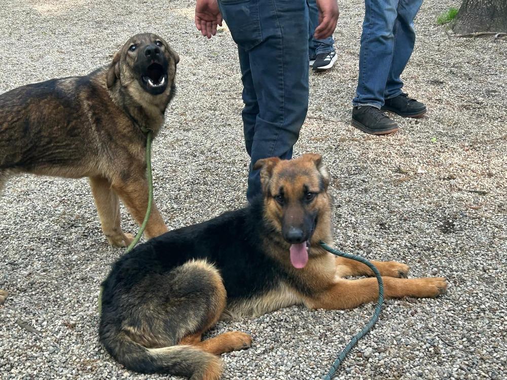 Beanz, a Adoptable German Shepherd Dog in Muskegon, MI image 2/3