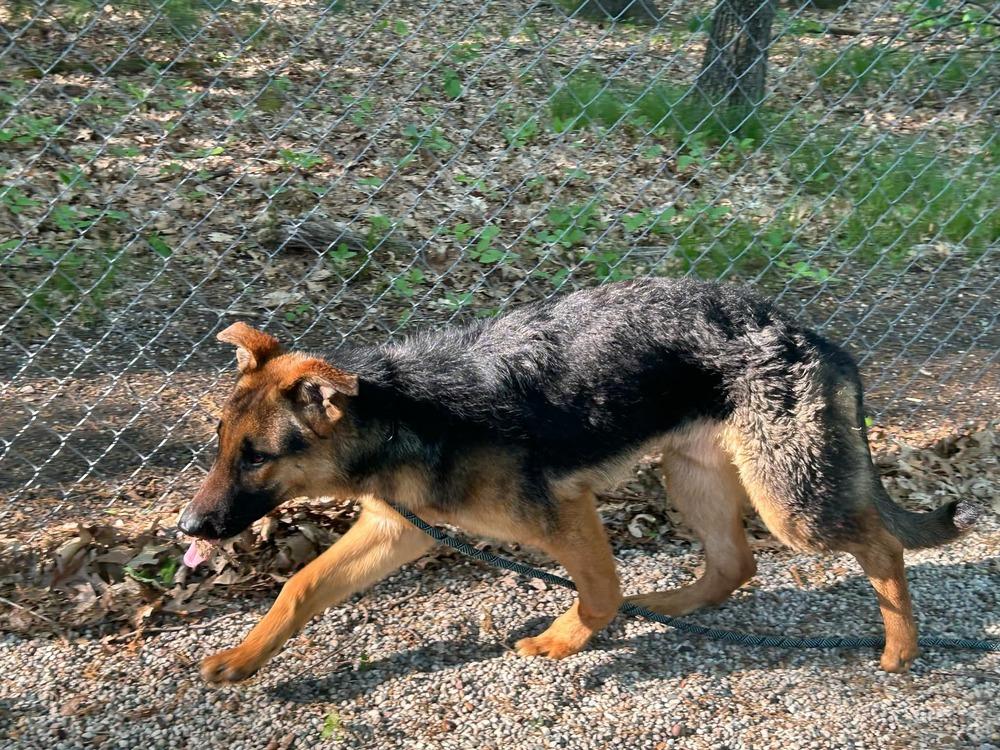 Beanz, a Adoptable German Shepherd Dog in Muskegon, MI image 3/3