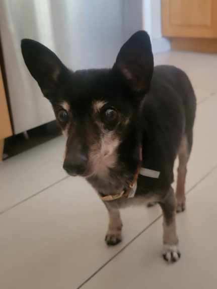 Tilly, ADOPTABLE, Senior Female Chihuahua.