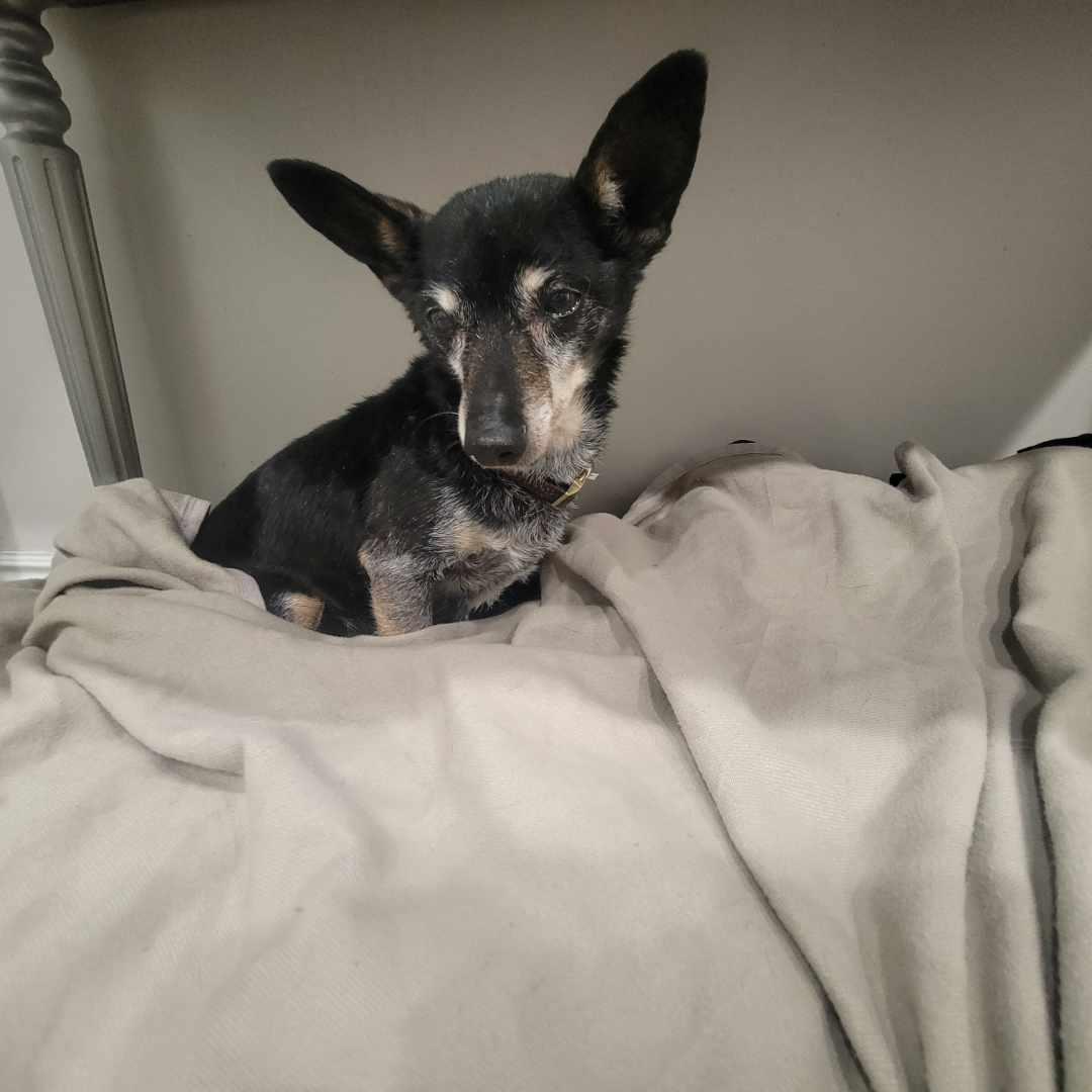 Enlarge Tilly, a ADOPTABLE Chihuahua in West Valley, UT image 4/5