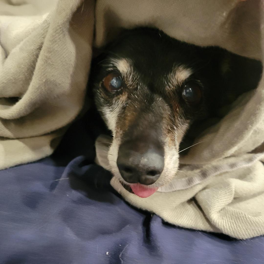 Enlarge Tilly, a ADOPTABLE Chihuahua in West Valley, UT image 5/5