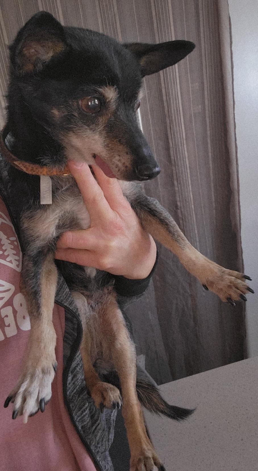 Enlarge Tilly, a ADOPTABLE Chihuahua in West Valley, UT image 3/5