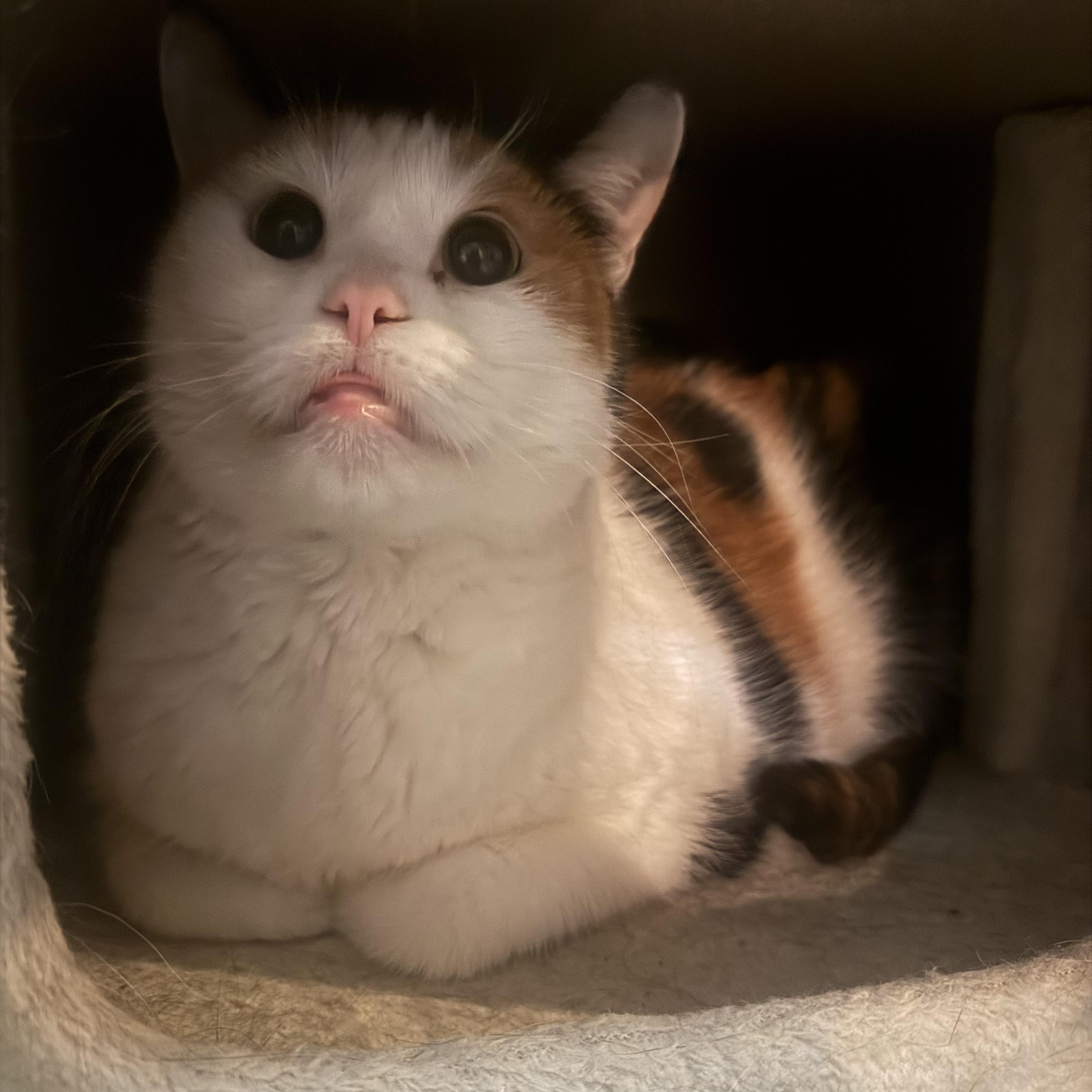 Enlarge Kaylee, a Adopted Calico in CANONSBURG, PA image 6/6