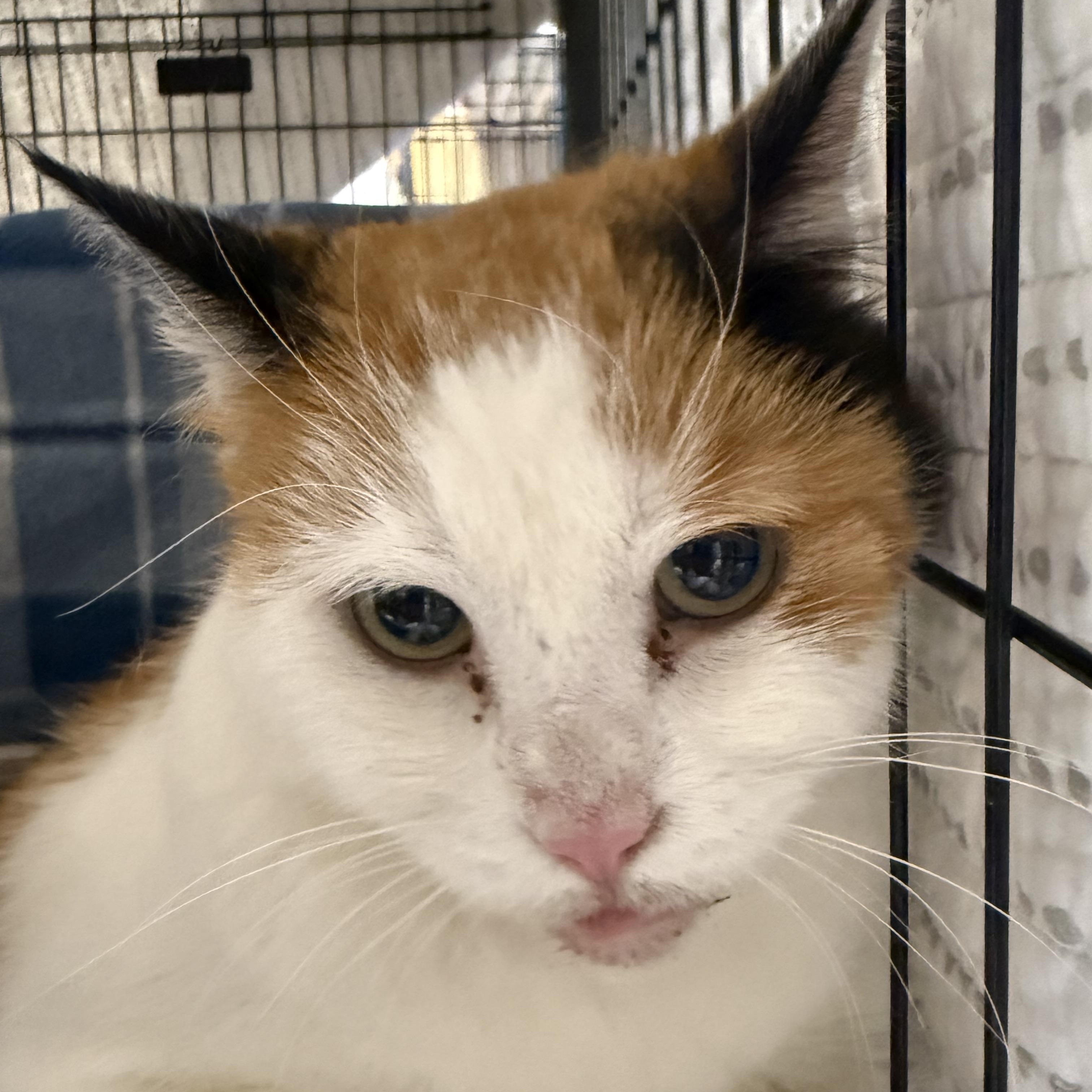 Kaylee, ADOPTABLE, Adult Female Calico.