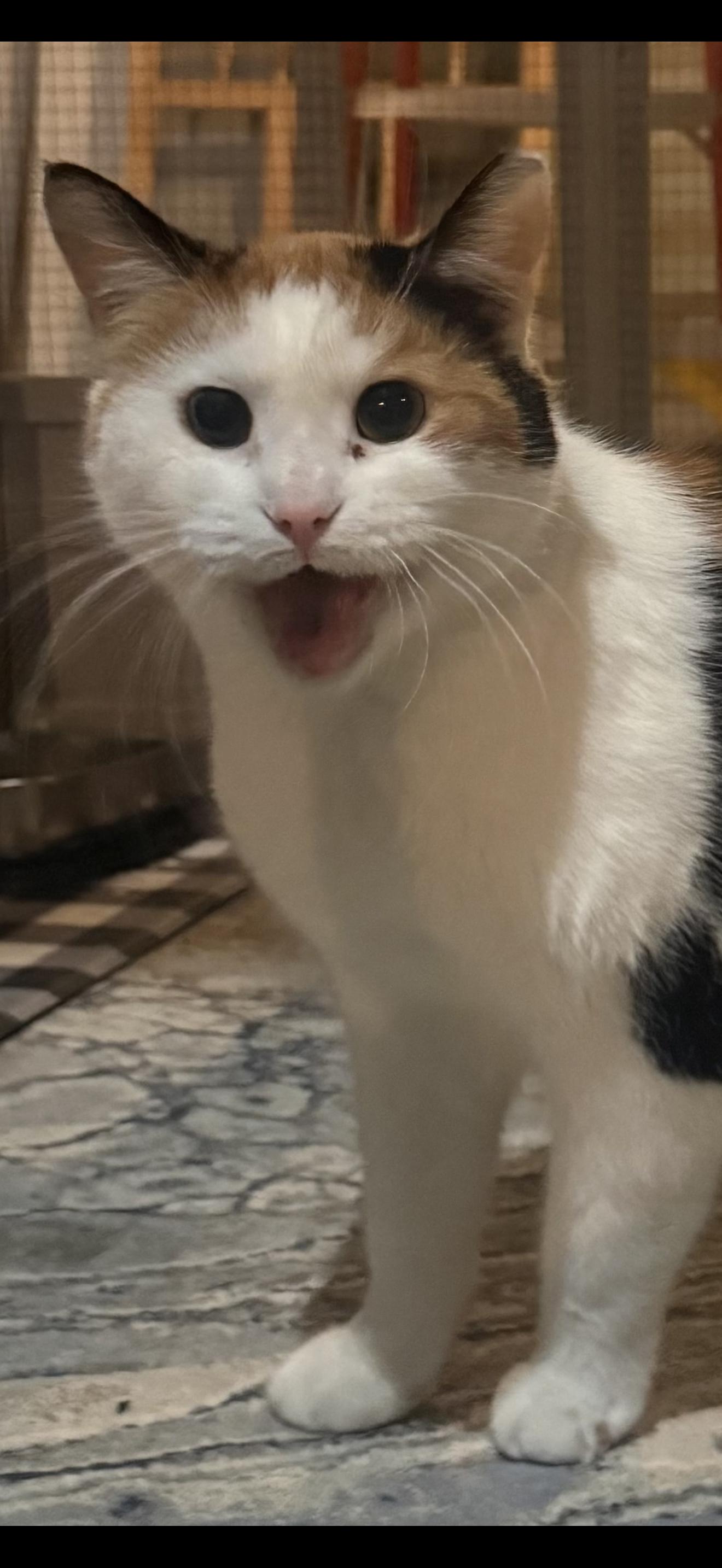 Enlarge Kaylee, a Adopted Calico in CANONSBURG, PA image 4/6