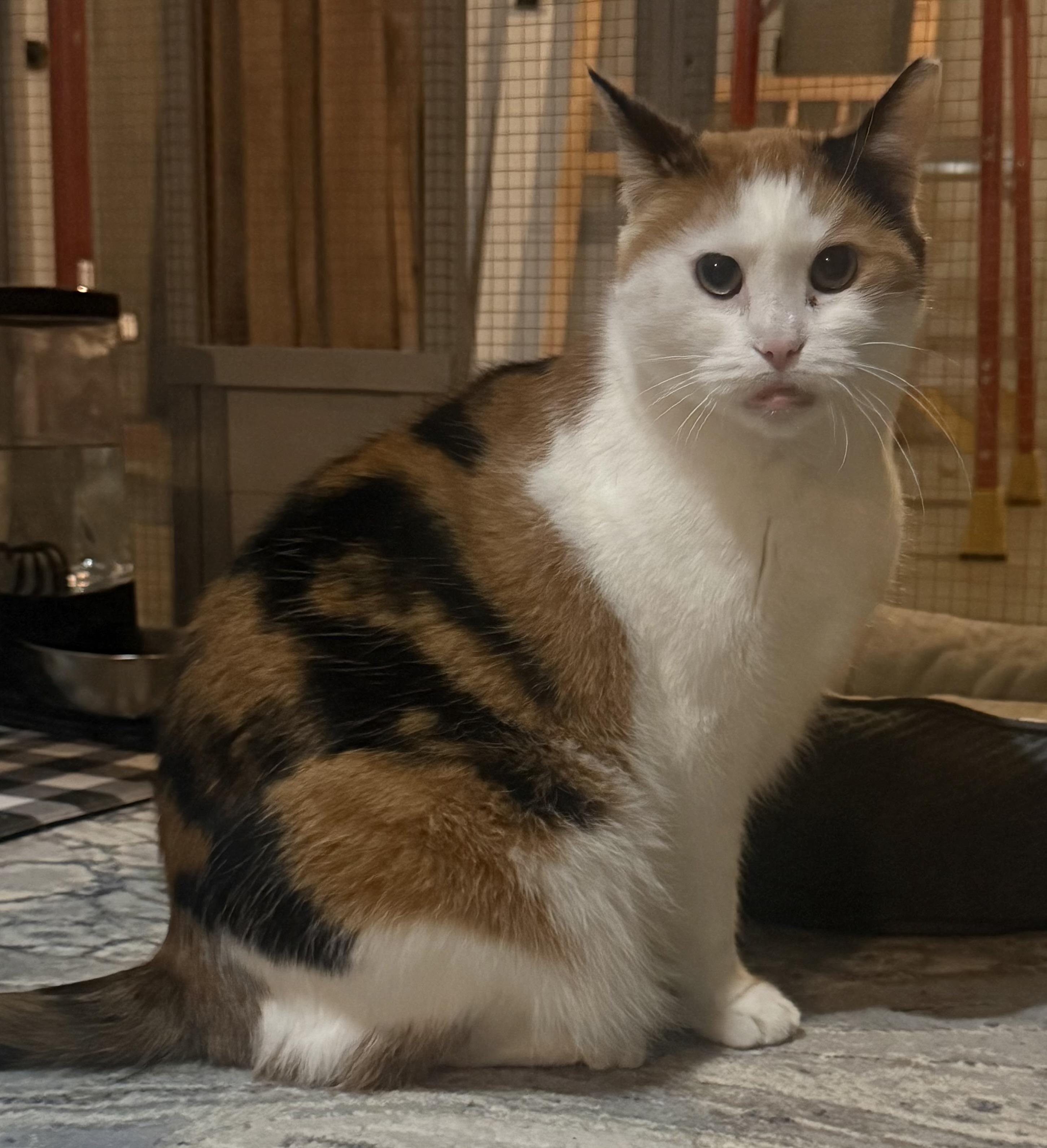 Enlarge Kaylee, a Adopted Calico in CANONSBURG, PA image 1/6