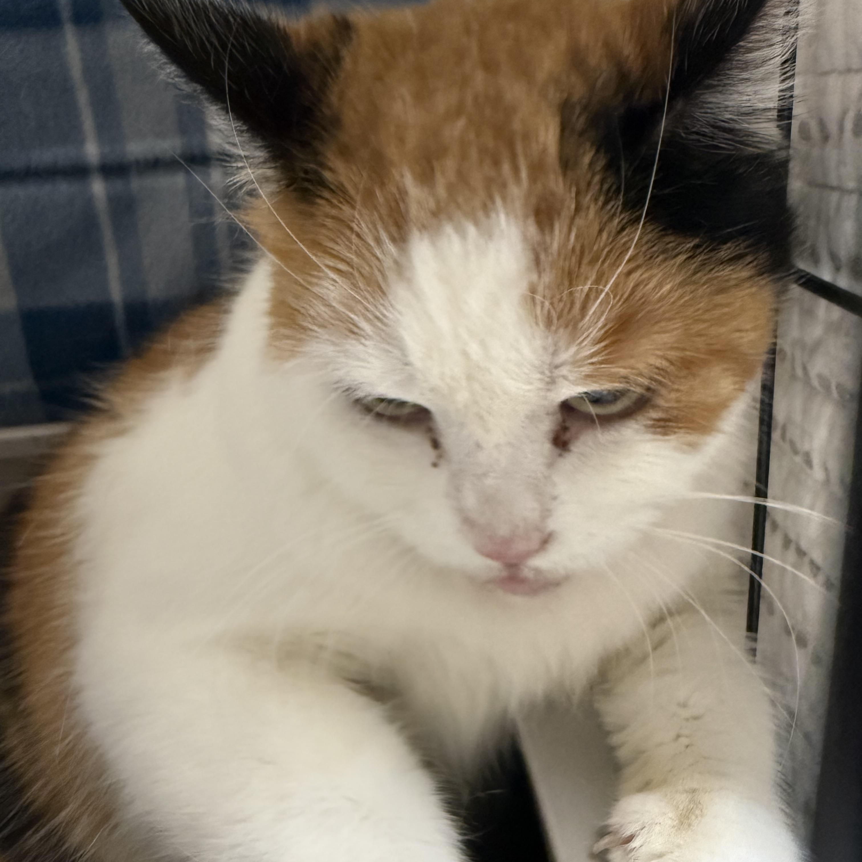Enlarge Kaylee, a ADOPTABLE Calico in CANONSBURG, PA image 2/2