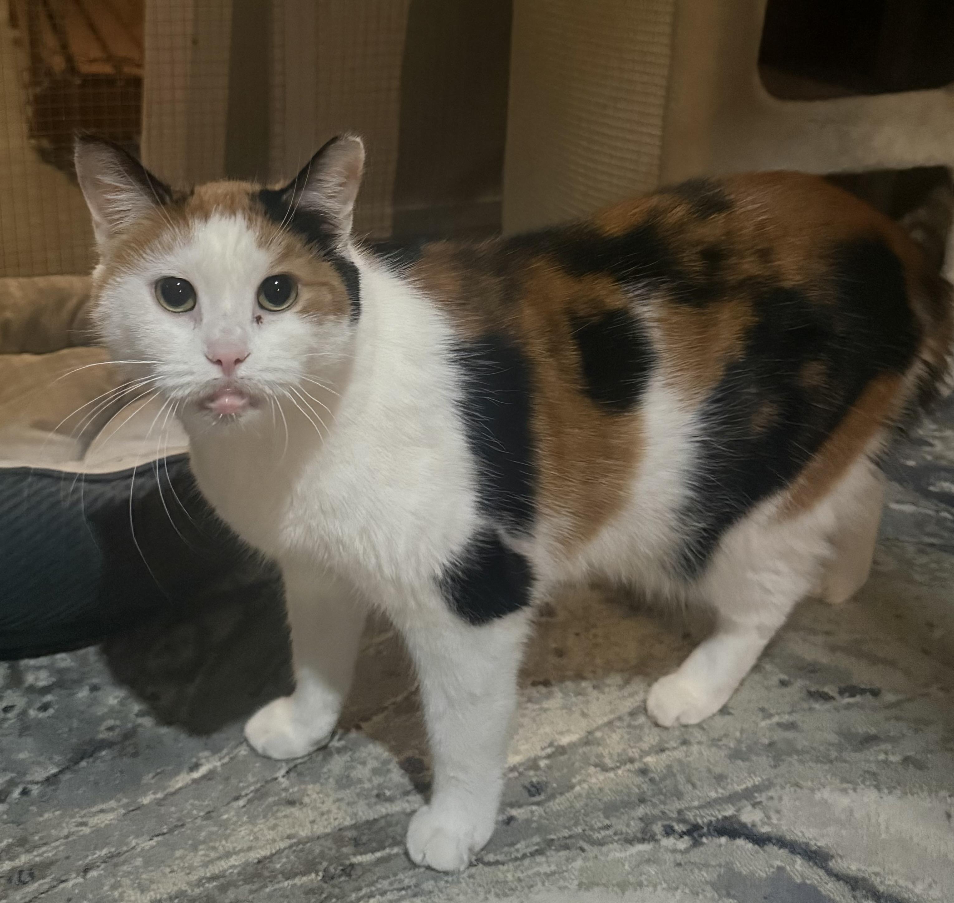 Enlarge Kaylee, a Adopted Calico in CANONSBURG, PA image 5/6