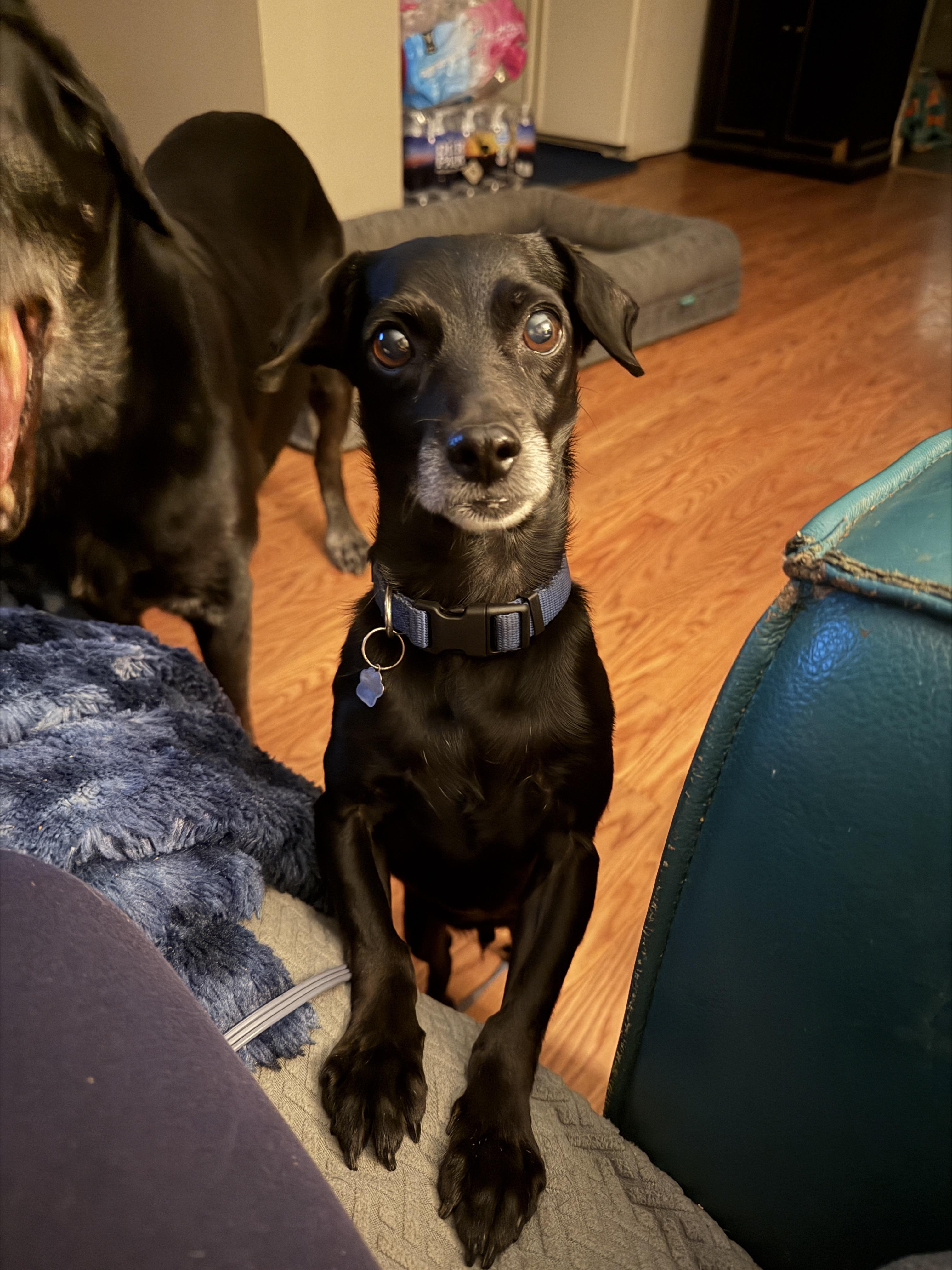 Enlarge Clyde, a ADOPTABLE mixed breed in Jeffersonville, IN image 6/6