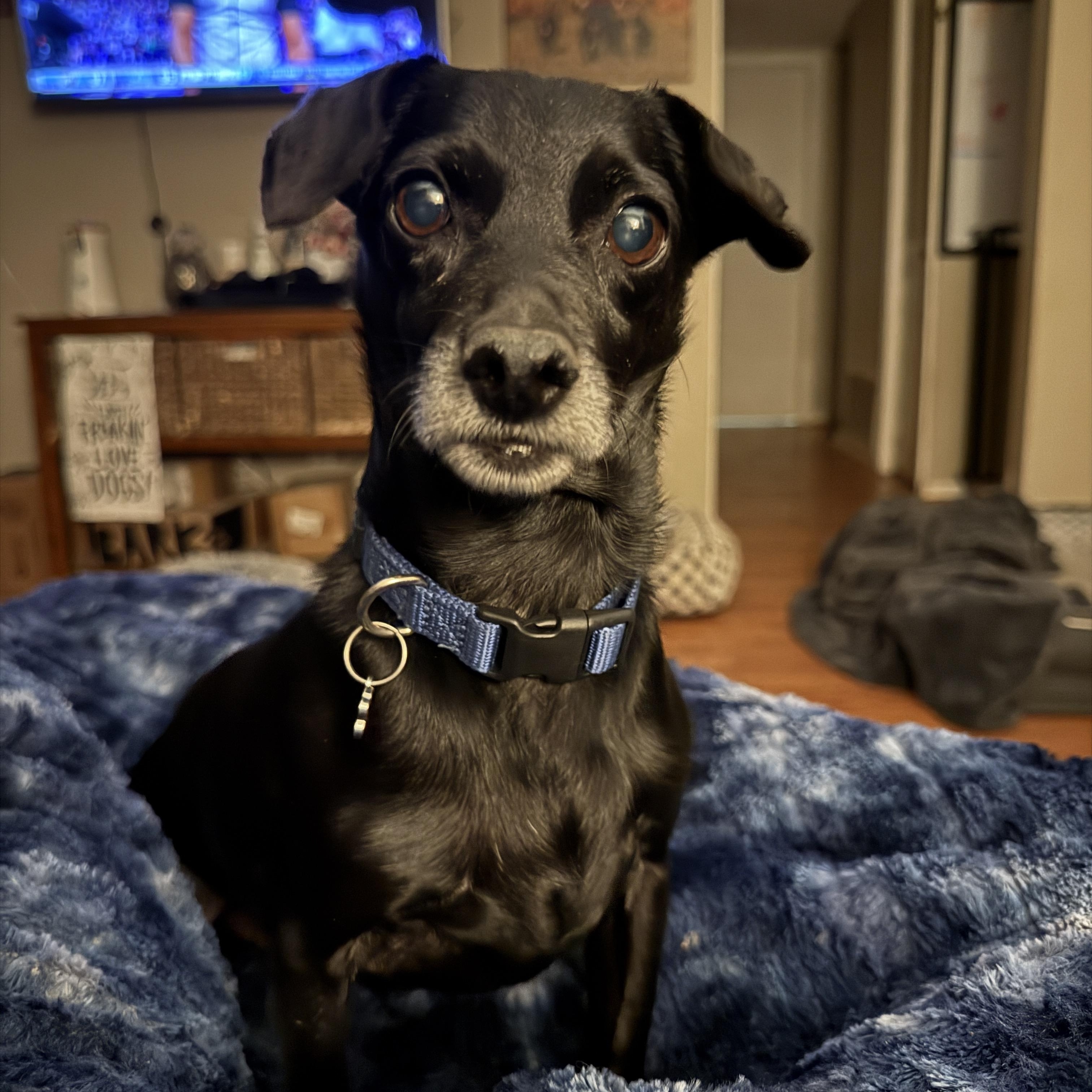 Enlarge Clyde, a ADOPTABLE mixed breed in Jeffersonville, IN image 2/6