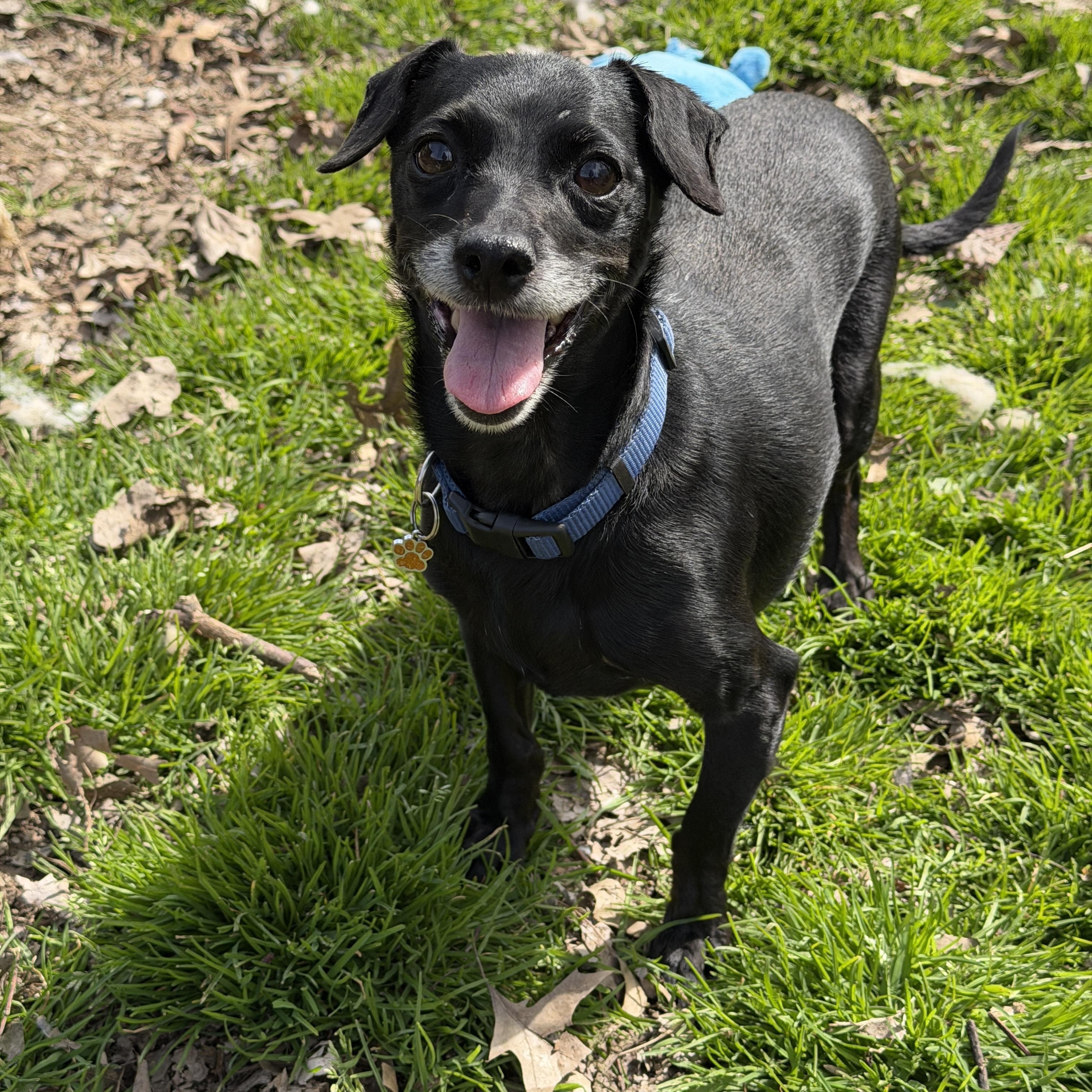 Clyde, ADOPTABLE, Adult Male Chihuahua & Rat Terrier.