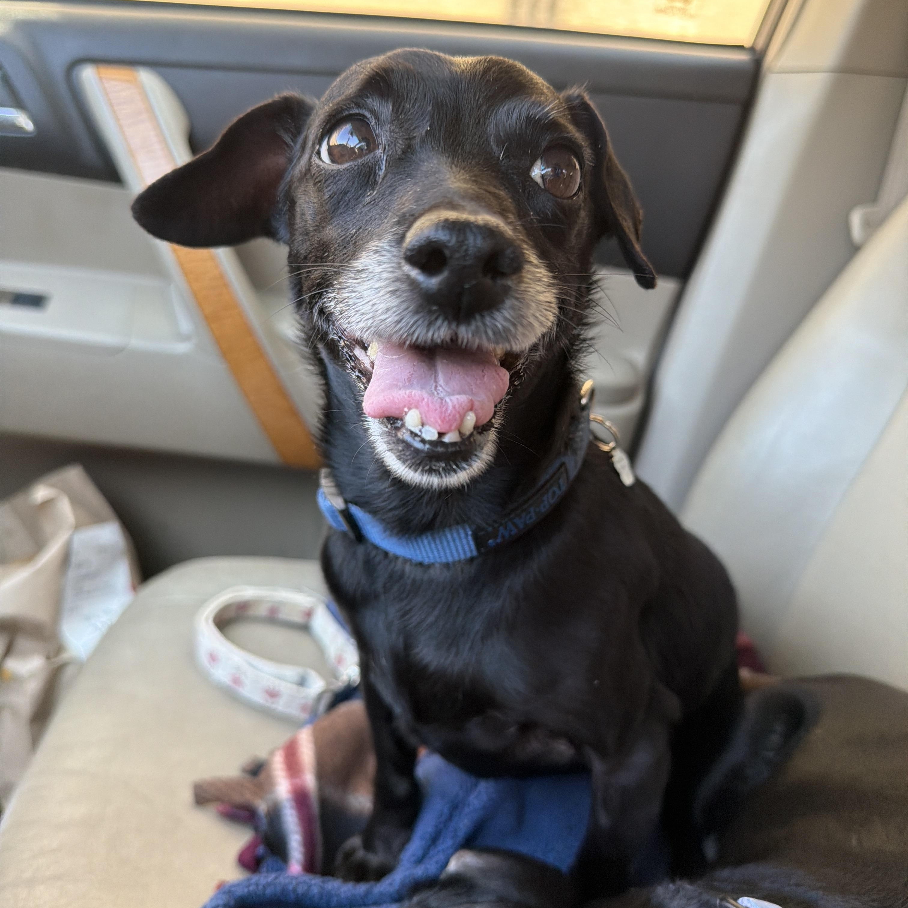 Enlarge Clyde, a ADOPTABLE mixed breed in Jeffersonville, IN image 4/6