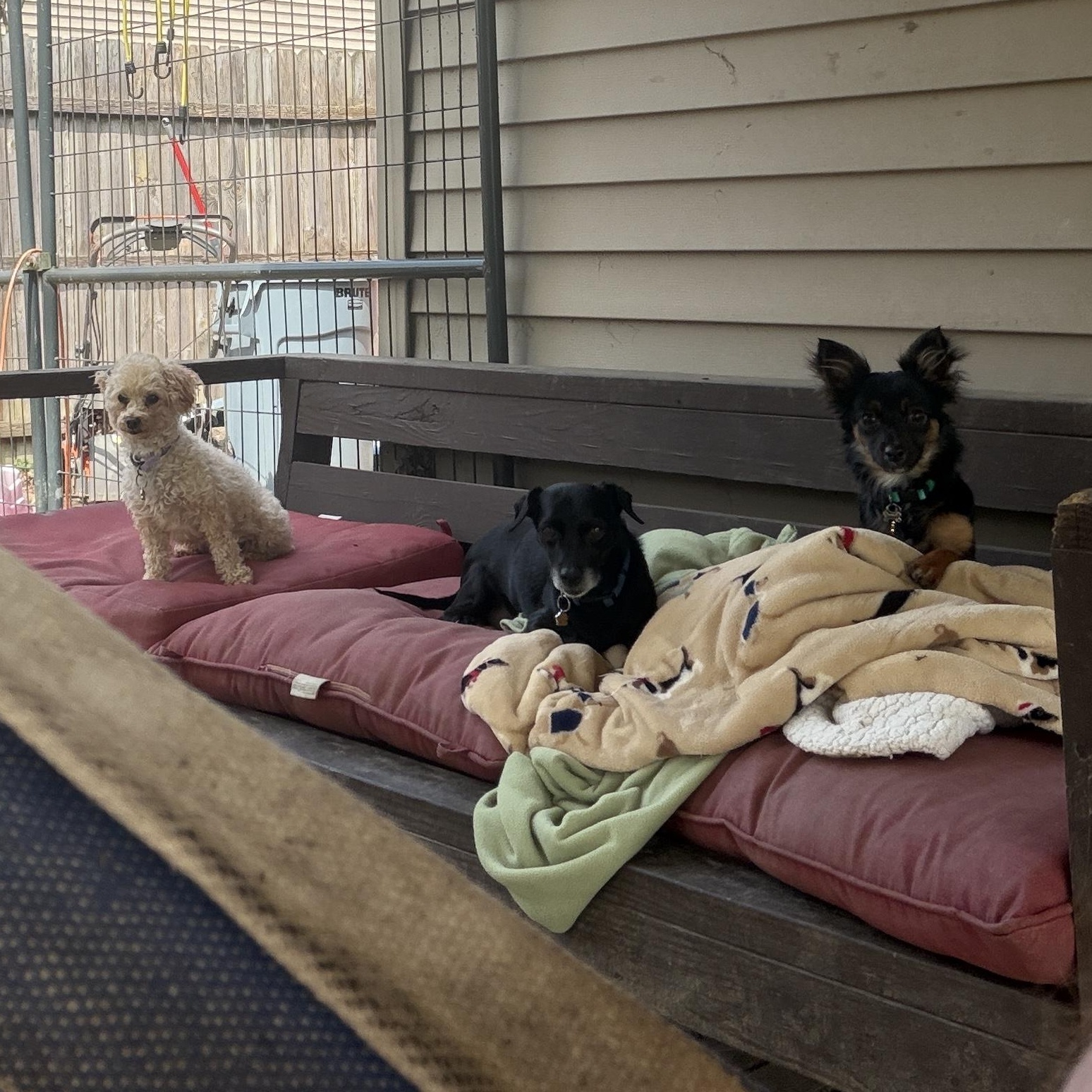 Enlarge Clyde, a ADOPTABLE mixed breed in Jeffersonville, IN image 6/6