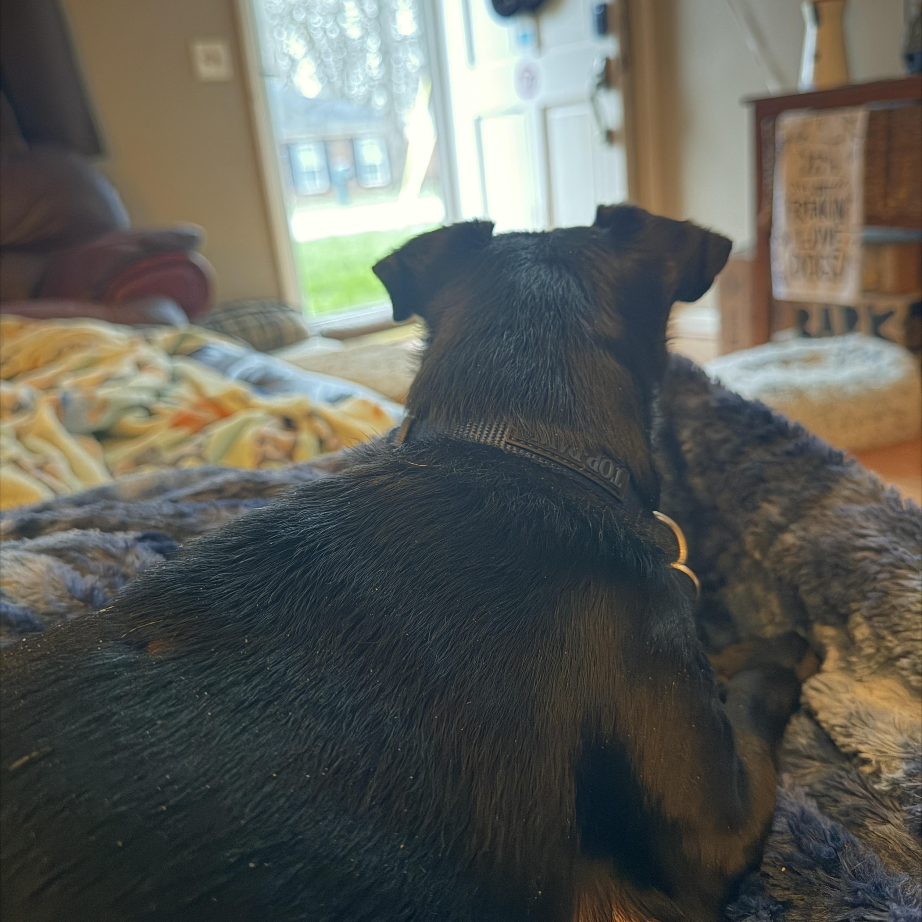 Enlarge Clyde, a ADOPTABLE mixed breed in Jeffersonville, IN image 5/6