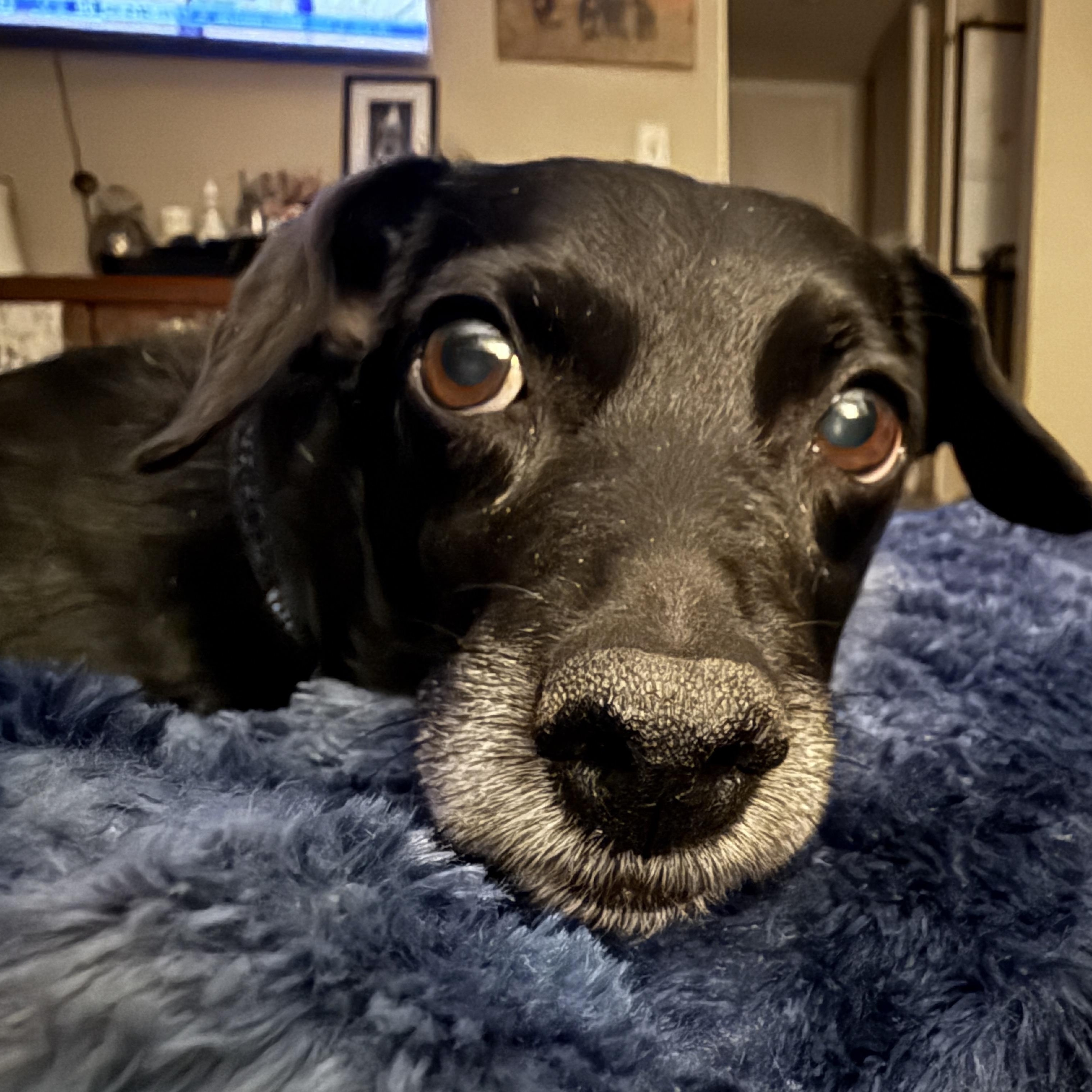 Clyde, ADOPTABLE, Adult Male Chihuahua & Dachshund.