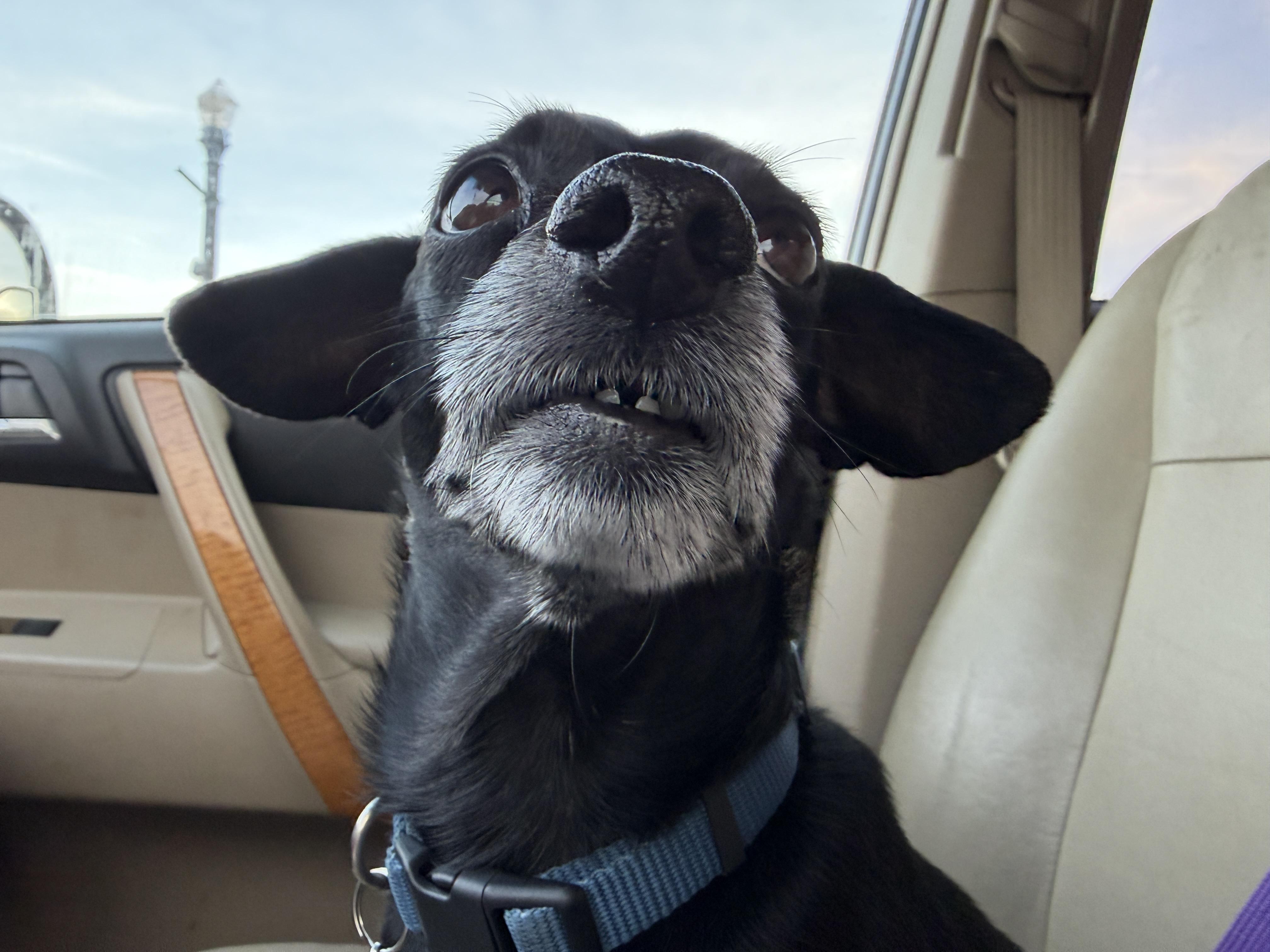 Enlarge Clyde, a ADOPTABLE mixed breed in Jeffersonville, IN image 2/6