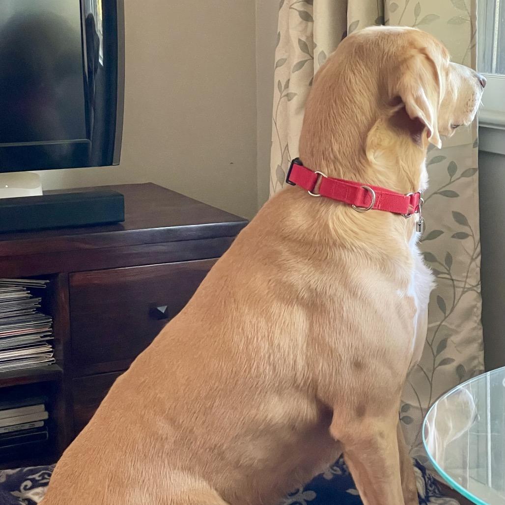 Enlarge Hammy - Fee Fully Sponsored, a Adoptable mixed breed in Alexandria, VA image 2/6