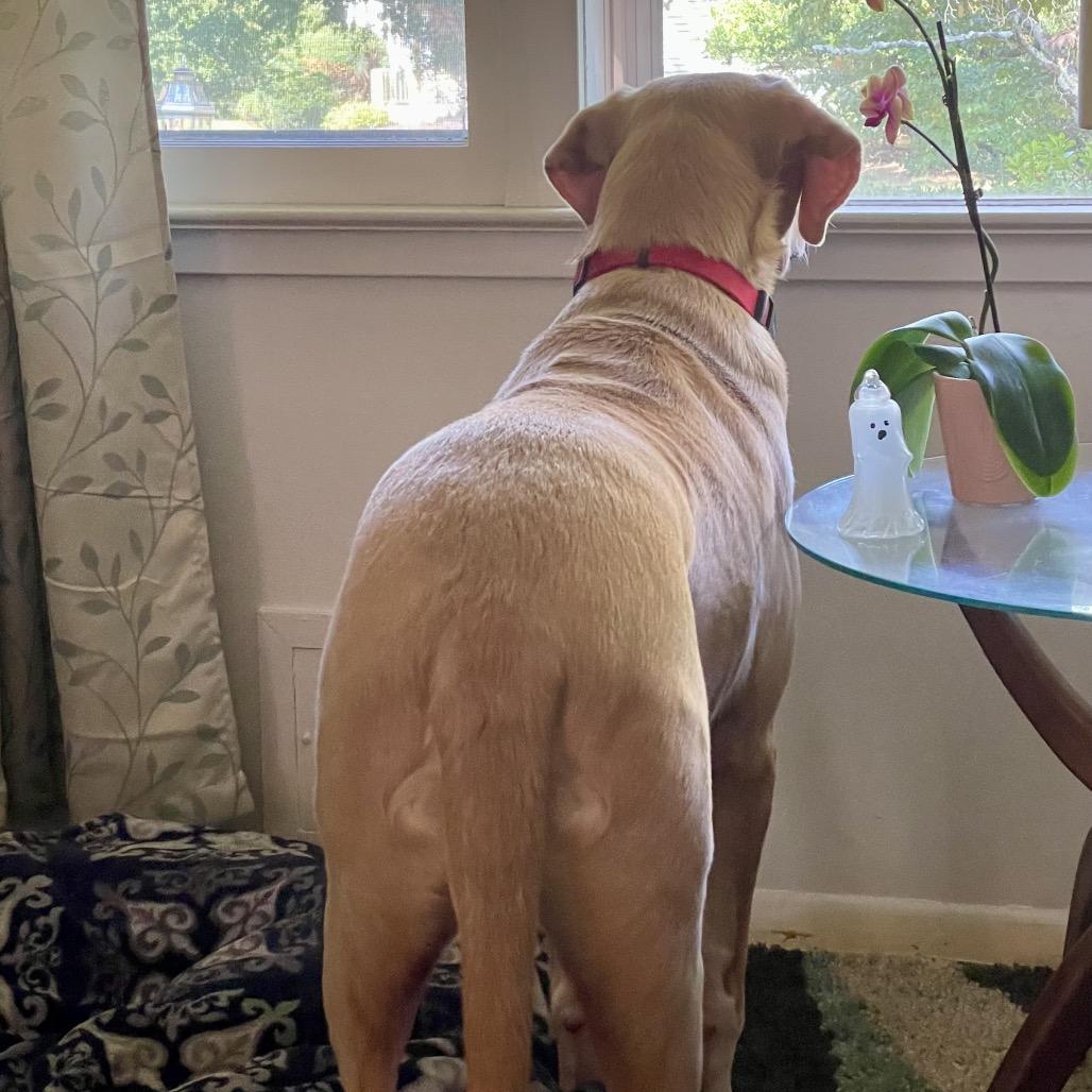 Enlarge Hammy - Fee Fully Sponsored, a Adoptable mixed breed in Alexandria, VA image 3/6