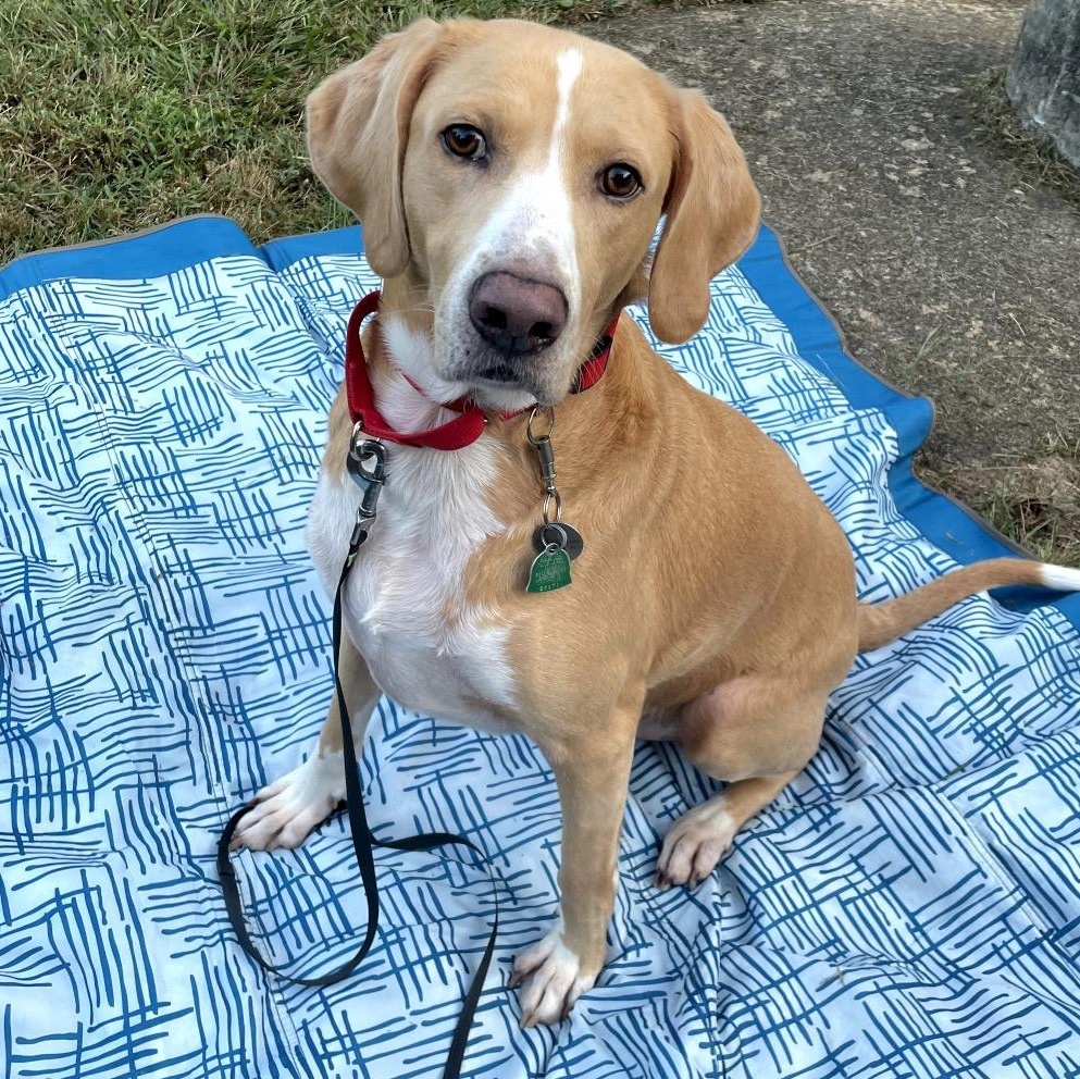 Hammy - Fee Fully Sponsored, Adoptable, Adult Male Hound & Mixed Breed.