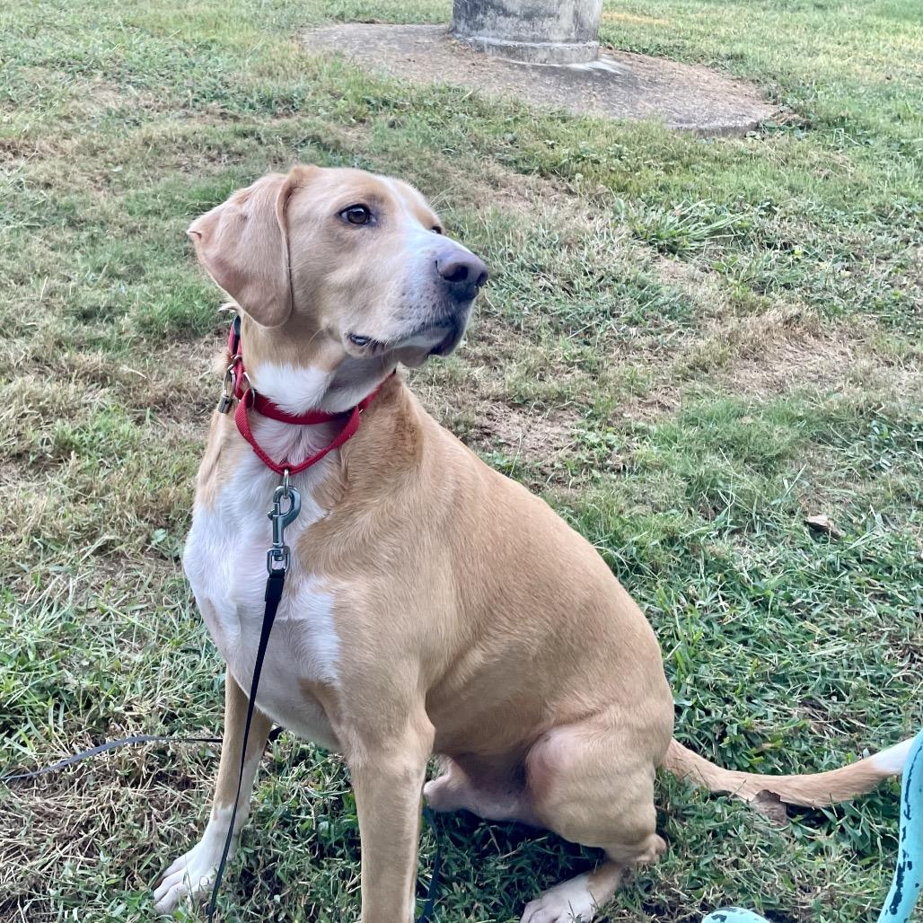 Enlarge Hammy - Fee Fully Sponsored, a Adoptable mixed breed in Alexandria, VA image 6/6