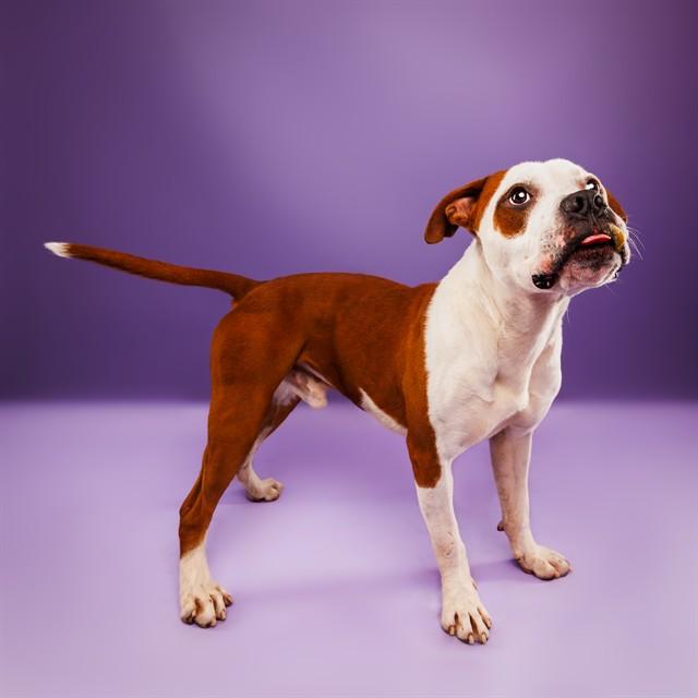 BULLFROG, Adoptable, Young Male American Bulldog & Mixed Breed.