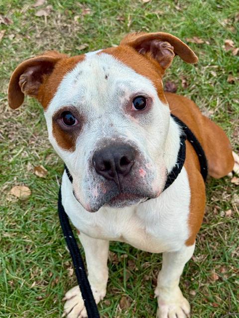 Enlarge BULLFROG, a Adoptable mixed breed in Olivette, MO image 1/1