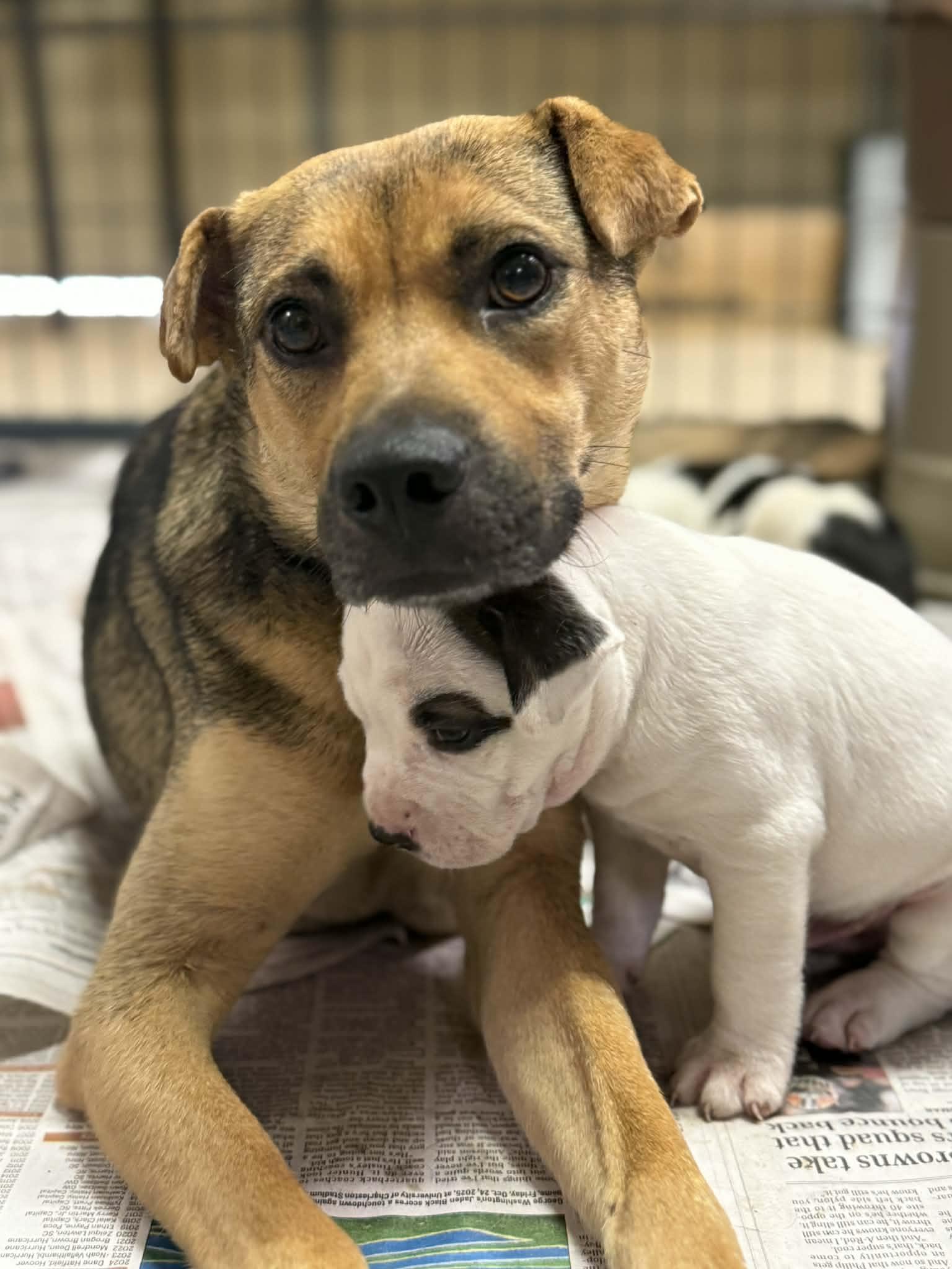 Penny, Adoptable, Adult Female Shar-Pei.