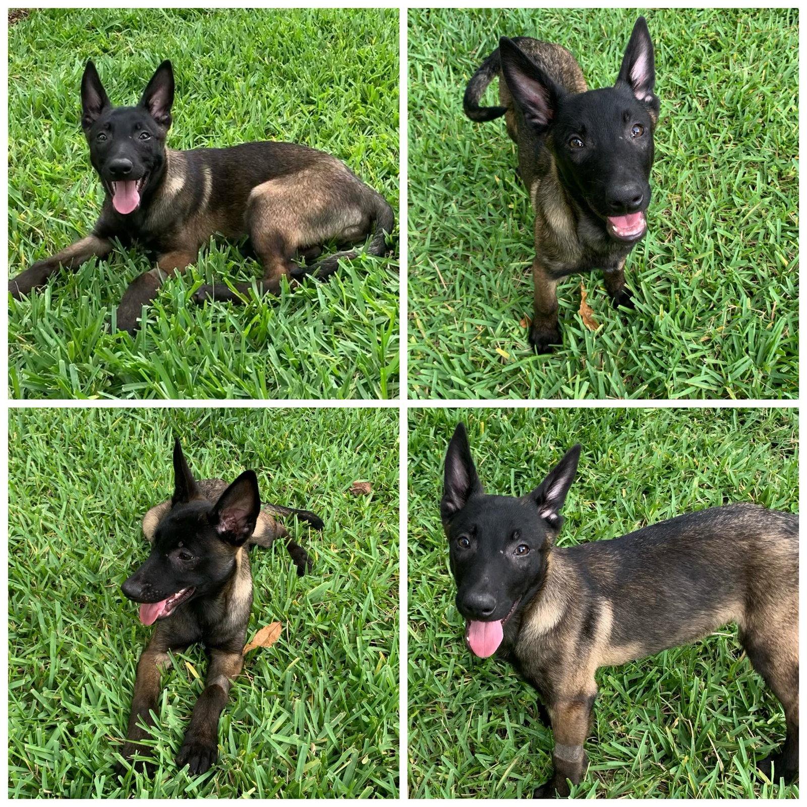 Major, Adopted, Young Male Belgian Shepherd / Malinois.
