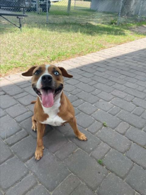 Enlarge A520557, a Adoptable mixed breed in Wilmington, NC image 1/1