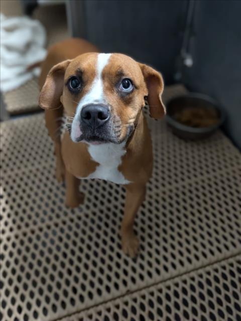 A520557, Adoptable, Young Female Boxer & Mixed Breed.