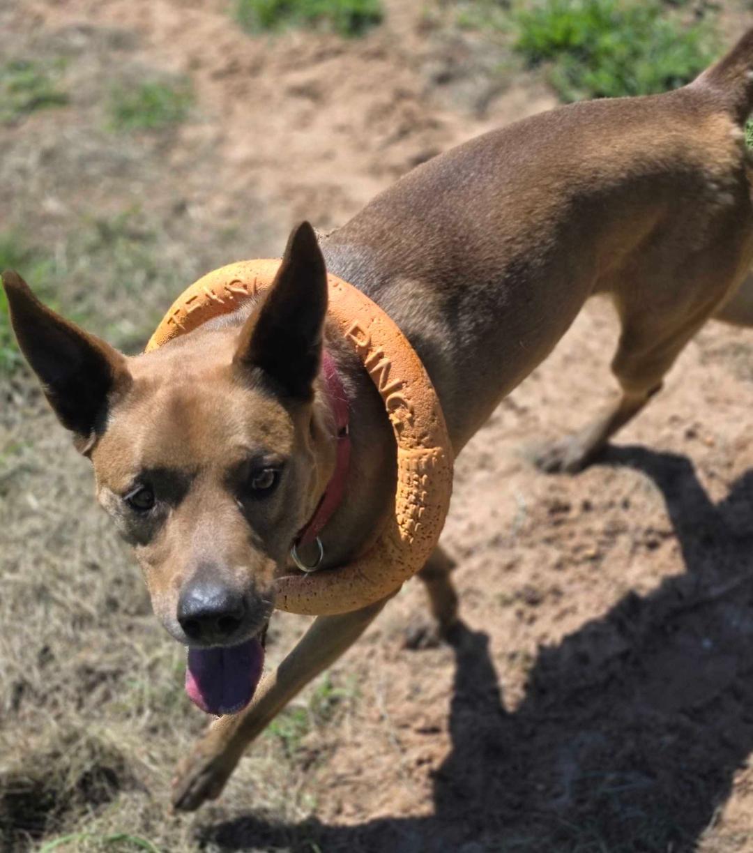 Enlarge Olive, a ADOPTABLE mixed breed in Houston, TX image 2/2