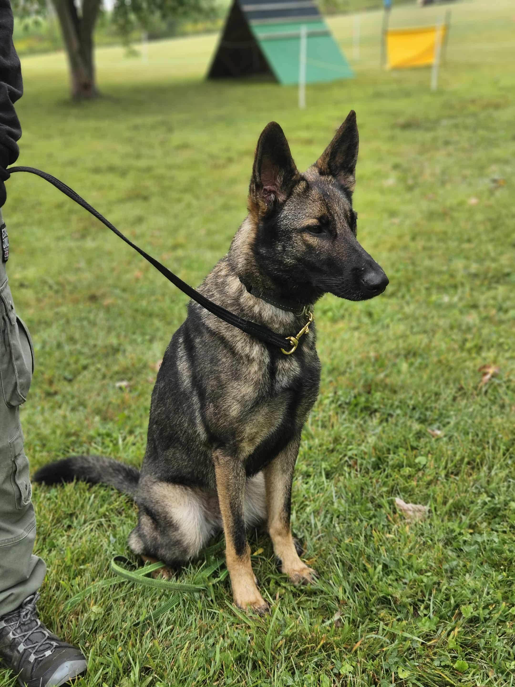 Enlarge Bashka, a Adoptable mixed breed in Montreal, QC image 2/5