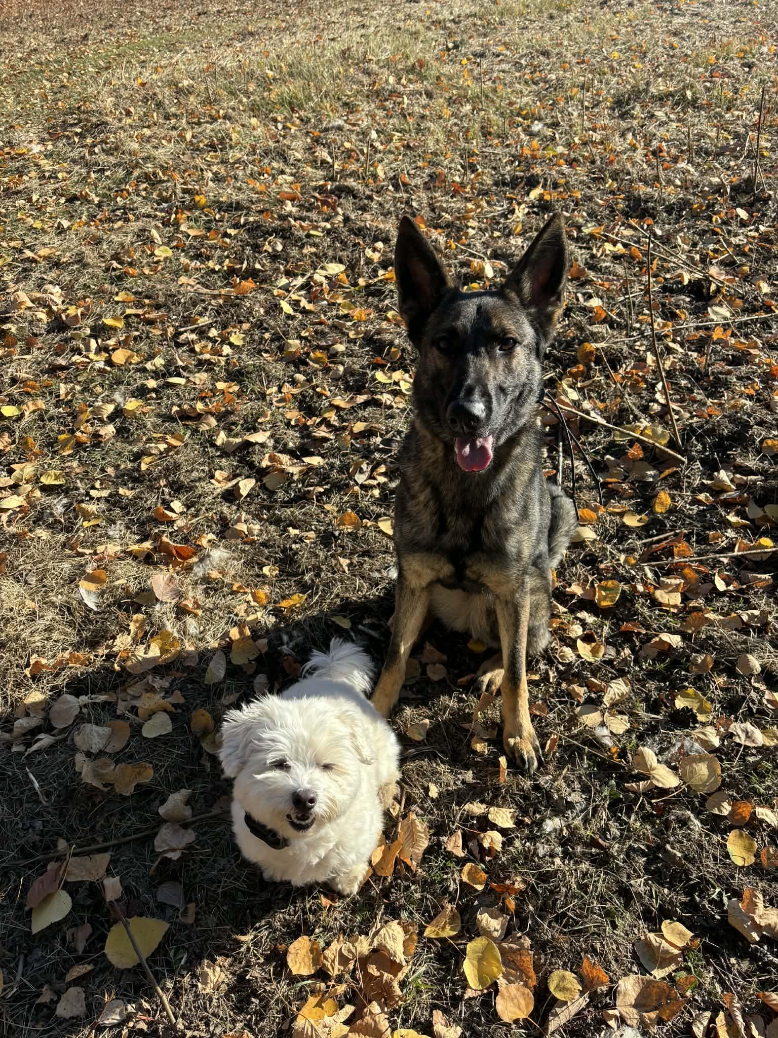 Enlarge Bashka, a Adoptable mixed breed in Montreal, QC image 4/5