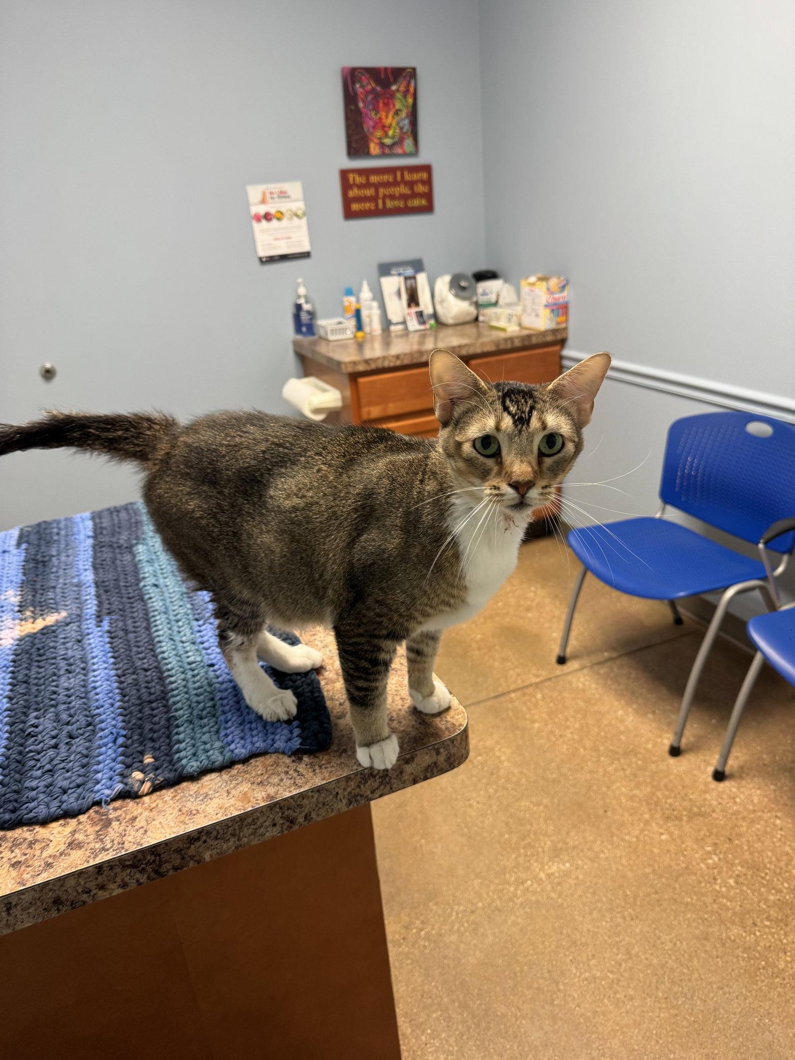 Enlarge KING ARTHUR, a Adoptable Tabby in Fenton, MO image 1/3