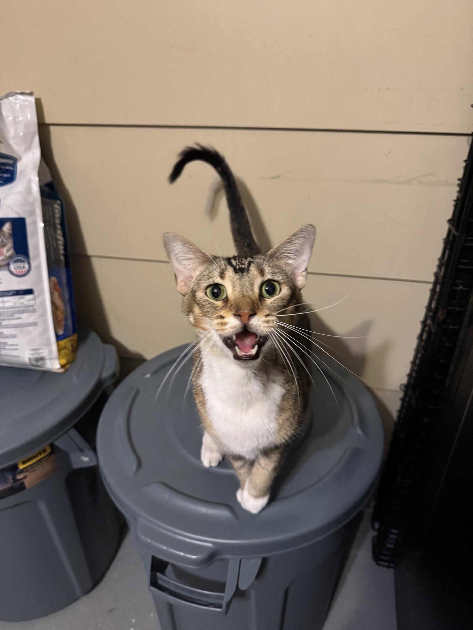 Enlarge KING ARTHUR, a Adoptable Tabby in Fenton, MO image 2/3